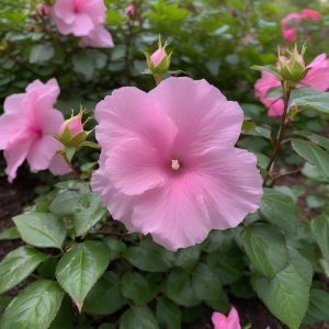 How Tall Does Rose of Sharon Grow: Ultimate Height Guide - My Gardening ...