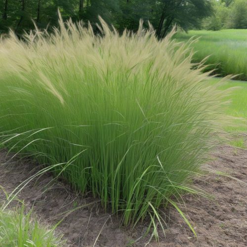 How Tall Will Switchgrass Grow the First Year: Expert Growth ...